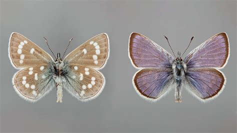 The genome of an extinct butterfly provides clues for conservation - El ...