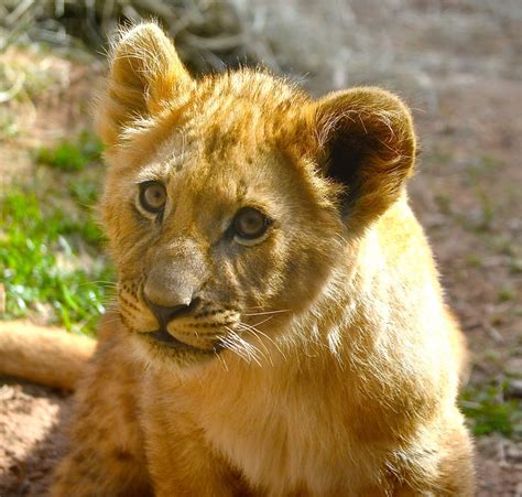 Lion Cub | One of the four lion cubs at Zoo Atlanta, Georgia… | Doris ...