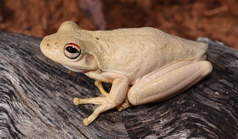 Scientists call on public to begin counting Australia’s 241 frog species - Australian Geographic