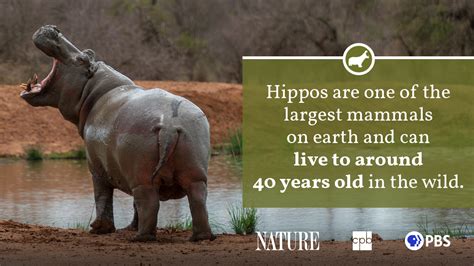 Hippo Fact Sheet | Blog | Nature | PBS