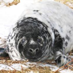 Save the Sable Island Seals! | Take Action @ The Animal Rescue Site