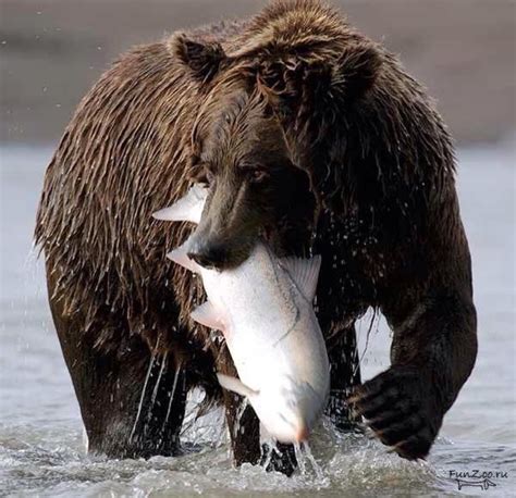 bear eating fish | Animals beautiful, Animals wild, Brown bear