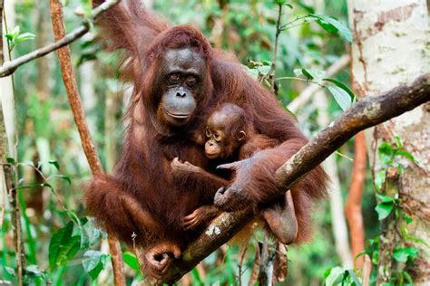 Baby Orangutan - Orangutan Trekking Tours