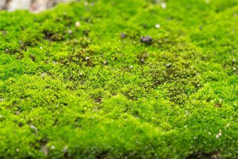 How to Grow Moss - Dengarden