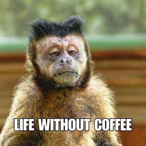 99 HILARIOUS Coffee Memes for Sharing