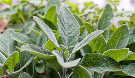 MEDICINAL BENEFITS OF SAGE LEAF AND THEIR USES IN DAILY LIFE. - TIMES ...