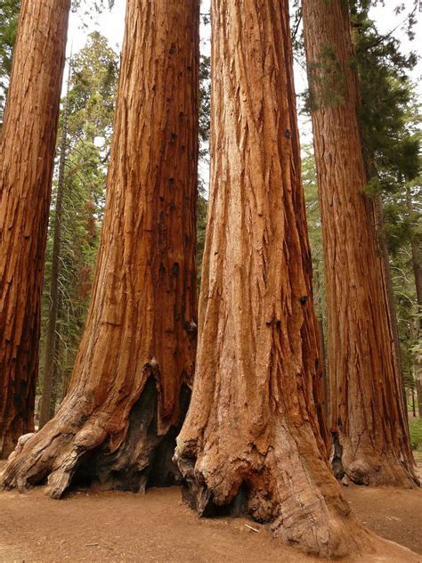 New Giant Sequoia Redwood Tree Seeds 8 Seeds Fast Free | Etsy