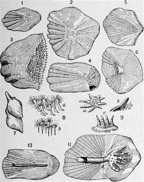 Why Do Fish Have Scales? - Wildlife Informer