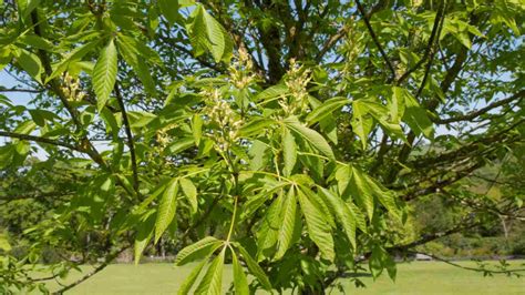 Buckeye Tree: Description, Types, Care, and Uses