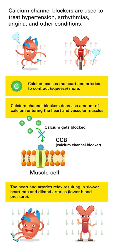 Calcium Channel Blockers and High Blood Pressure (Hypertension)