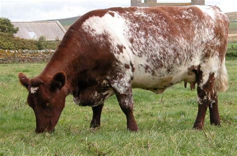 The Milking Shorthorn or Dairy Shorthorn is a breed of dairy cattle that originated in Great ...