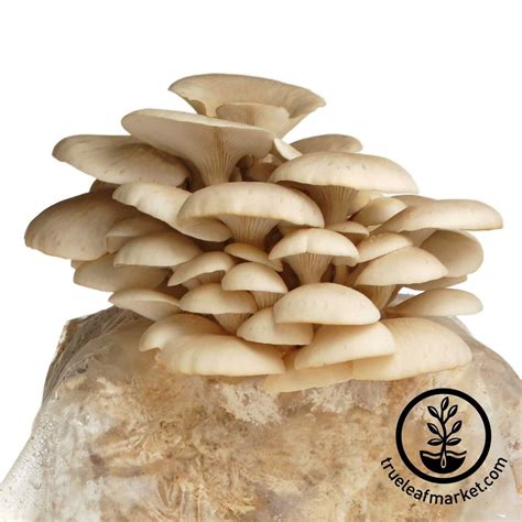 Elm Oyster Mushrooms Diagram | Quizlet