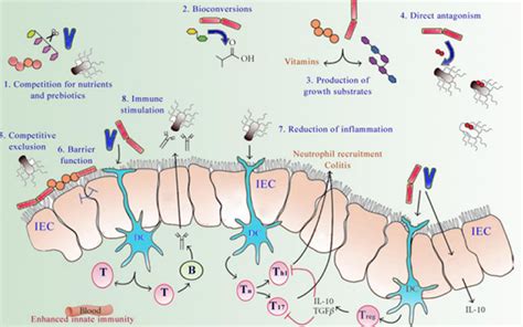 Bacillus clausii Probiotic Strains | Bioflex