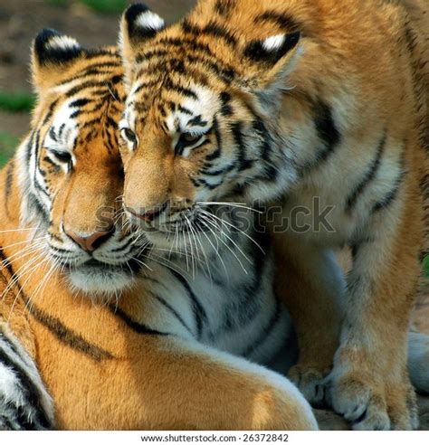 Mother Tiger Her Cub Stock Photo (Edit Now) 26372842