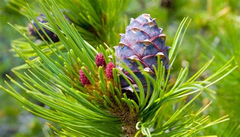 Cedar Tree Identification | Sciencing