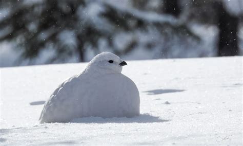 Fun Willow Ptarmigan Facts For Kids | Kidadl