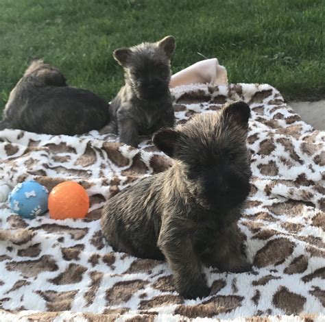 Cairn Terrier Puppies For Sale | California Street, CA #258893