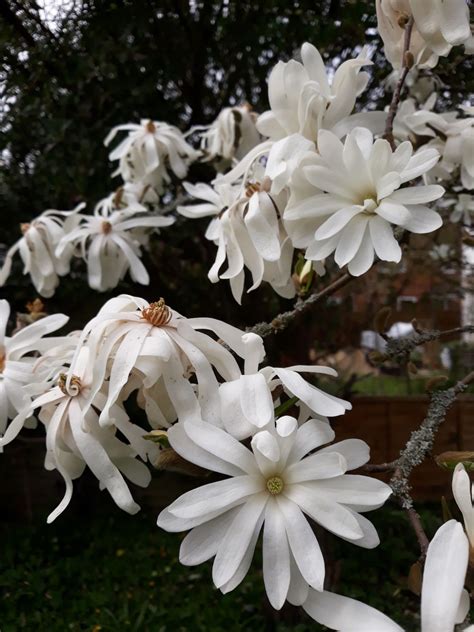 Magnolia stellata - Trees and Shrubs Online