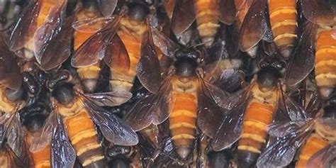 The Evolution of Social Bees | The Scientist Magazine®