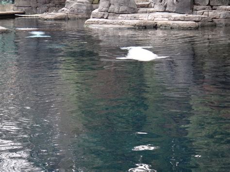 Beluga Experience – Vancouver Aquarium – The Miskes