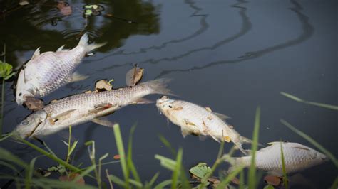 Climate Change Threatens the World’s Fisheries - Giving Compass