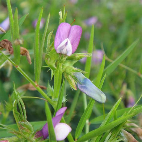 Austrian Winter Peas Cover Crop Seeds