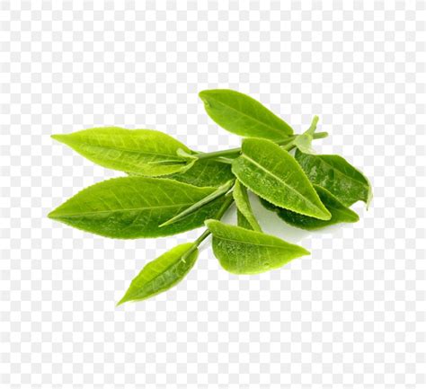 Green Tea Leaf Herb Extract, PNG, 750x750px, Tea, Antioxidant, Basil, Extract, Food Download Free