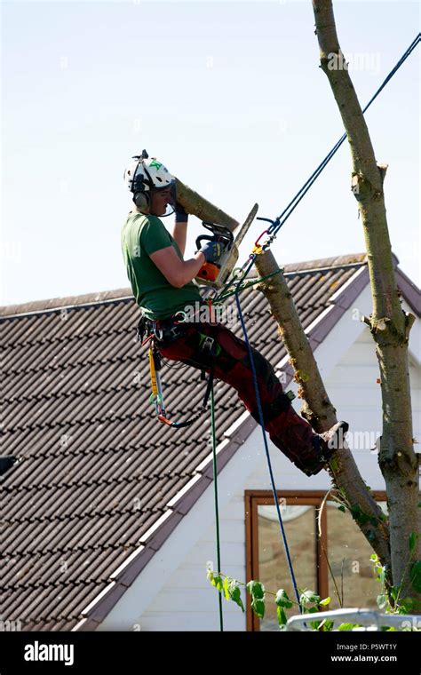 Tree surgeon working with a chainsaw and approved safety equipment to safely fell a large garden ...