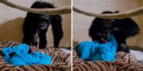 Momma Chimp Sees her baby after 2 Days, and Reacts in the most Beautiful Way