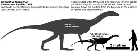 Sillosuchus schematic by Megalotitan on DeviantArt