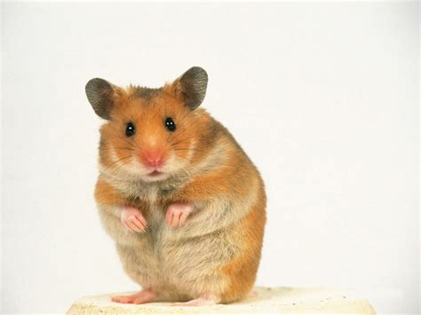 My Wallpapers Corner: Cute Yellow Hamster Stand Wallpaper