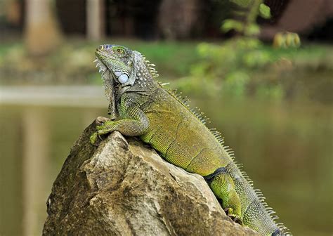 Interesting facts about iguanas | Just Fun Facts