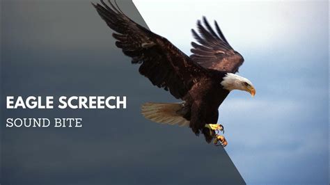 Bald Eagle Screech Sound Effect | Animal Audio Clips & Sound Bites ...