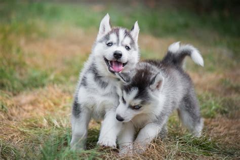 Giống chó Husky và những đặc điểm vô cùng thú vị