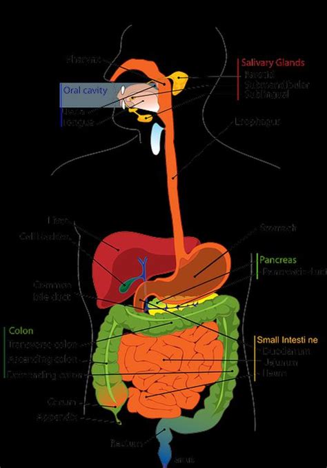 10 Causes of Indigestion, Acid Reflux, Heartburn - Vitality and Happiness