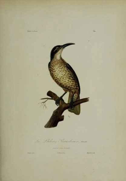 Paradise riflebird - Facts, Diet, Habitat & Pictures on Animalia.bio