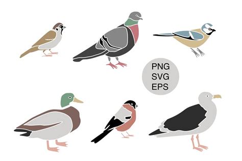 Bird Color Clipart Set | Birds SVG Cut Files