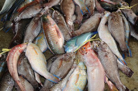 Fish Market | Mahé | Pictures | Seychelles in Global-Geography