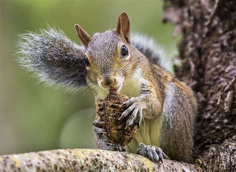 Cute Squirrel eating a pine nut in the garden. Fairchild Tropical Botanic Garden. | Fairchild ...