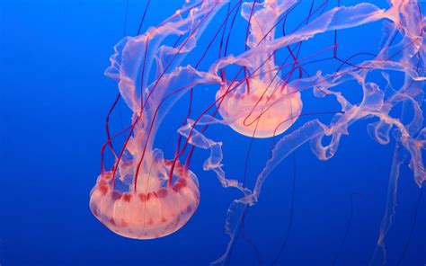 Pink Jellyfish Picture With Wide Screen Desktop Background ...