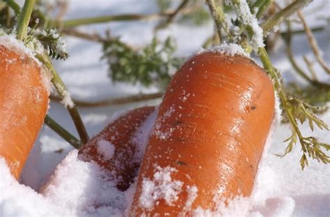 16 Best Winter Crops For Your Garden | Harper's Nurseries