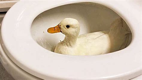 Video: Who Knew Ducks Could Be This Funny?