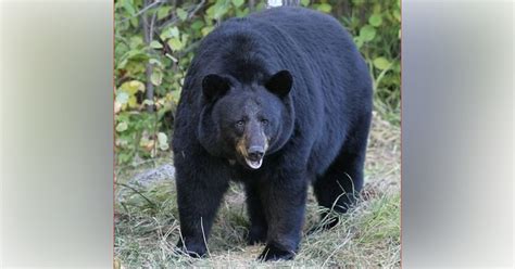 Learn about Florida black bears at Scott Springs Park - Ocala-News.com