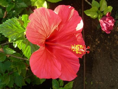 How to Care for Hibiscus Plants Indoors | Garden Guides