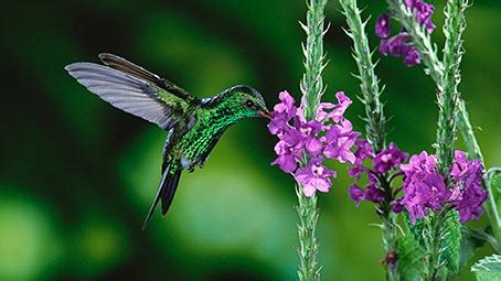 Hummingbirds Desktop Theme for Windows 10 / 11