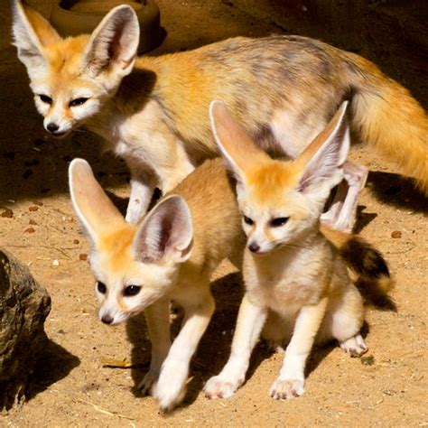 Reportajes y fotografías de Zorro en National Geographic