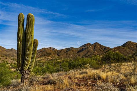 Beautiful Shot of Sonoran Desert Landscapes in Scottsdale, Arizona Stock Image - Image of ...