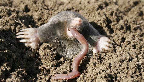 Difference Between a Mole & a Shrew | Sciencing