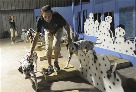 Dalmatian nature, behavior and training ~ Dalmatian care and training