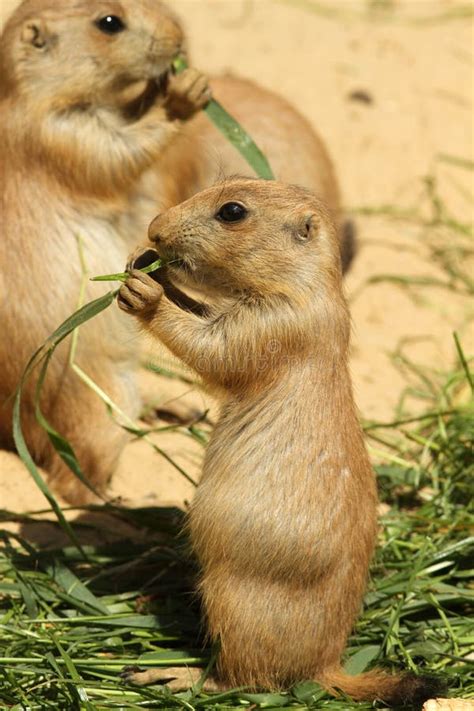 Baby Prairie Dog Eating Grass Stock Image - Image of brown, standing: 14790739